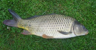 carp fishing tips