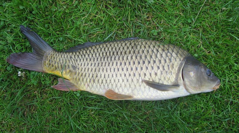 carp fishing tips