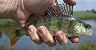 cousr fishing for perch