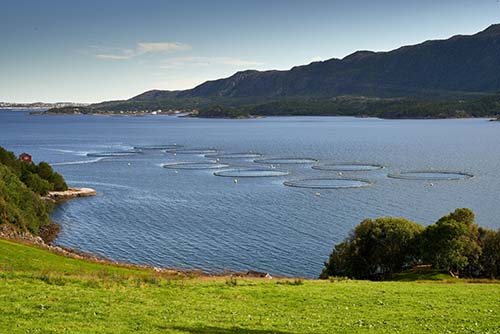 Stop salmon farming in Ireland